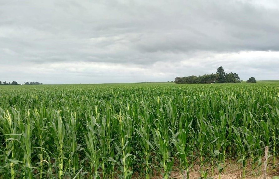 Bolsa de Buenos Aires indica fim do plantio do milho e melhora da condição hídrica das lavouras argentinas