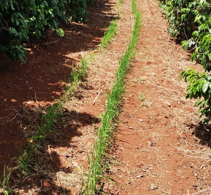 Consórcio de café e arroz é testado no Sul de Minas