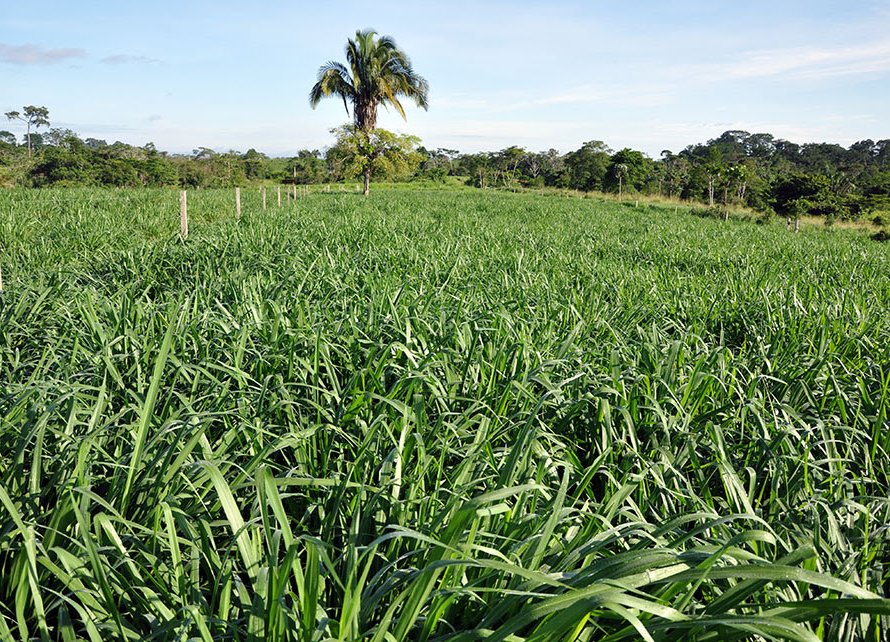 Cultivar de capim mostra bom desempenho ao anteceder a soja