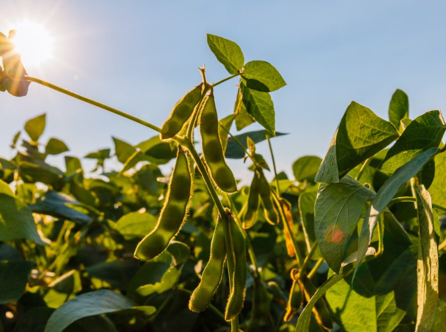 Duas cultivares de soja altamente produtivas serão lançadas no Show Rural