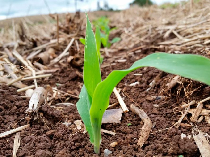 Encurtamento do ciclo da soja ajudou avanço do plantio do milho em muitas regiões, mas clima à frente preocupa