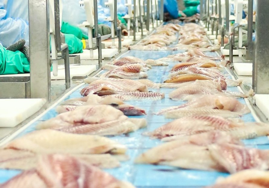 Exportação de peixe cai em volume e cresce em valor