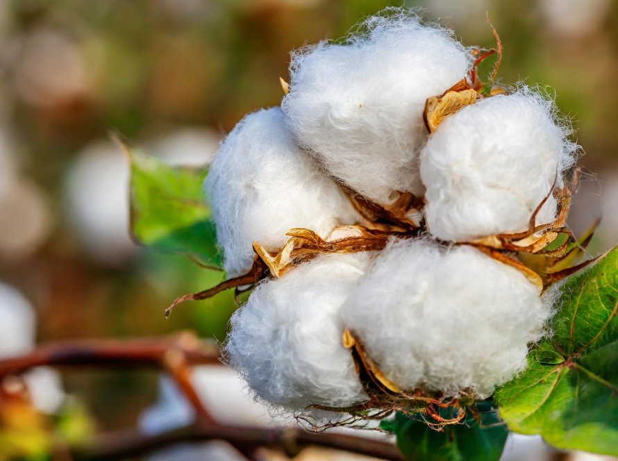 Exportações recordes de algodão: Mato Grosso lidera no envio de pluma