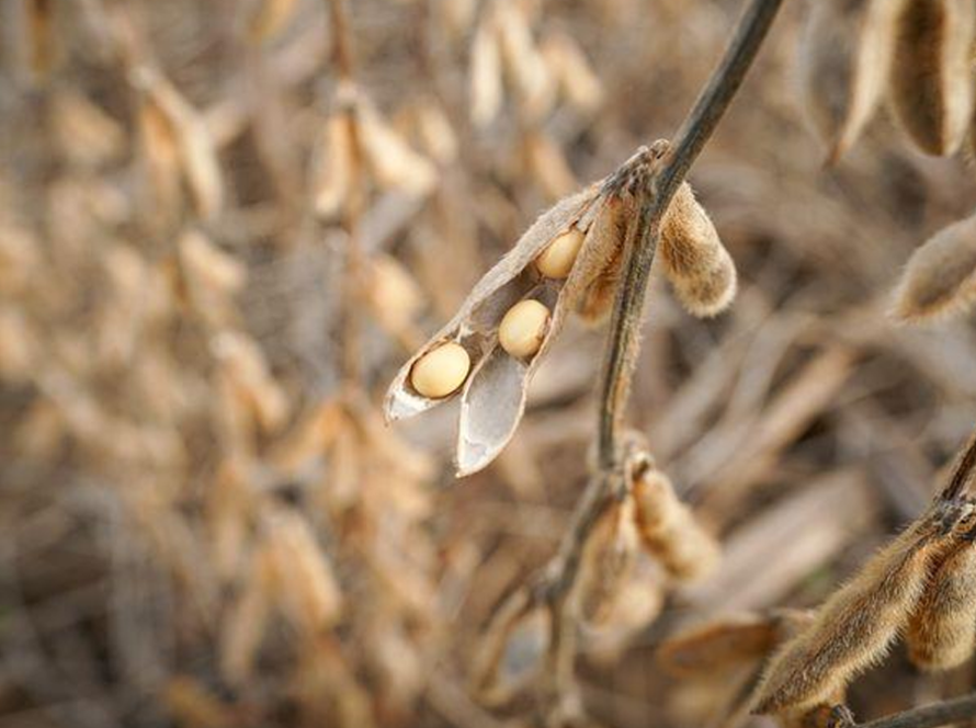 Soja dá sequência às baixas em Chicago nesta 5ª feira e maio volta a perder os US$ 11,40 por bushel