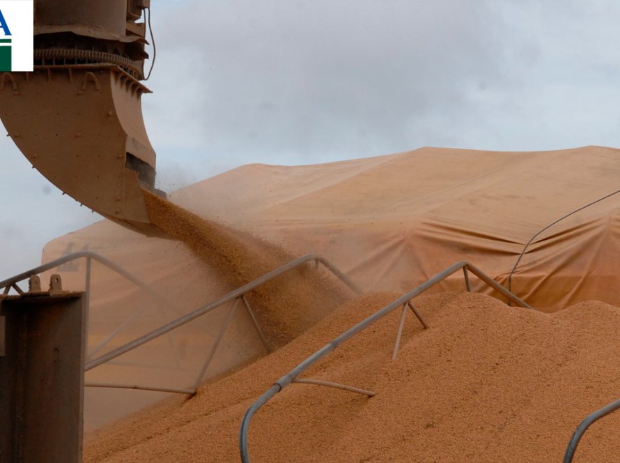 USDA traz vendas semanais de soja fraca nos EUA e reforça baixa competitividade do produto americano