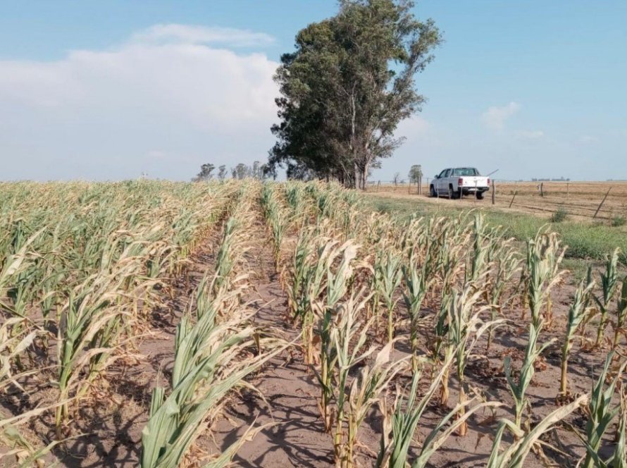 "Temperaturas extremas" resultam em piora da condição das lavouras de milho na Argentina, reporte BCBA