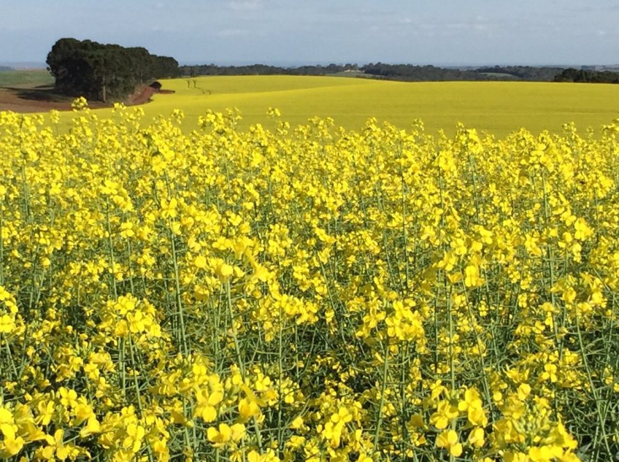 Strategie Grains reduz previsão de safra de canola da UE