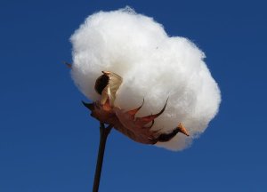 Em sua nova edição, Agro em Dados destaca cenário do cultivo de algodão em Goiás