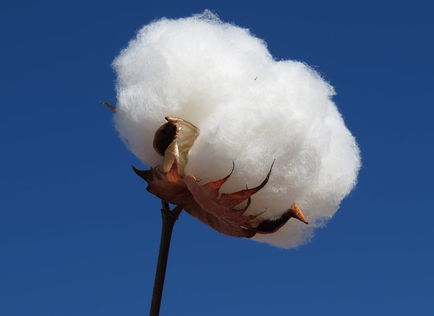 Em sua nova edição, Agro em Dados destaca cenário do cultivo de algodão em Goiás