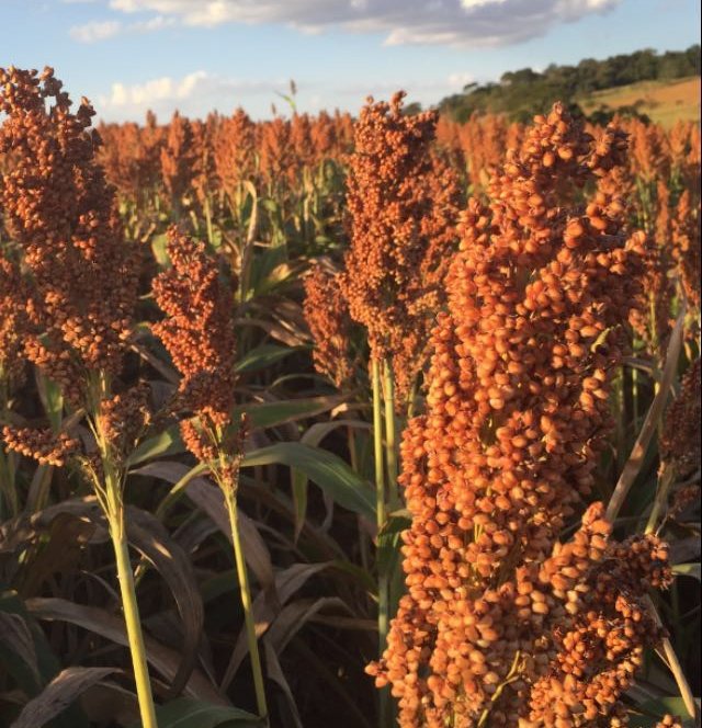 Evento técnico-científico vai discutir milho e sorgo em novas fronteiras agrícolas