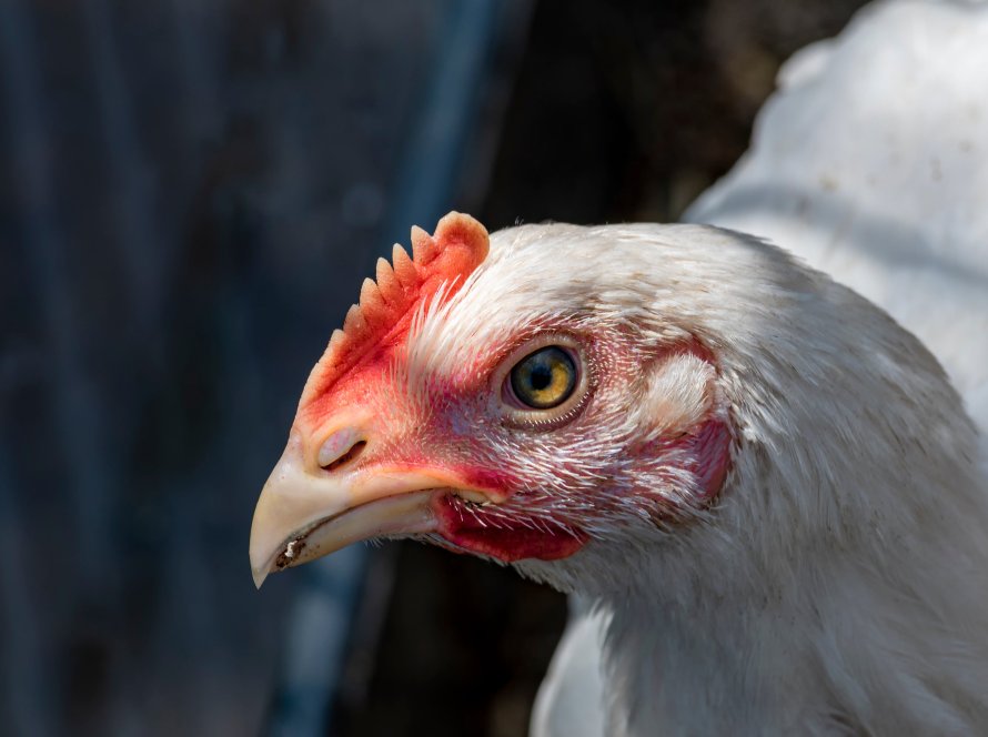 Goiás realiza mapeamento sanitário de aves para manter status livre de Influenza Aviária e doença de Newcastle