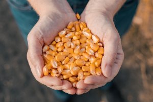 Pesquisa brasileira leva pioneirismo, empreendedorismo e inovações para as cadeias nacionais de milho e sorgo