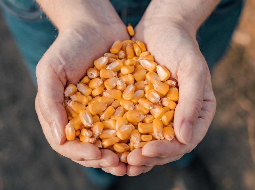 Pesquisa brasileira leva pioneirismo, empreendedorismo e inovações para as cadeias nacionais de milho e sorgo