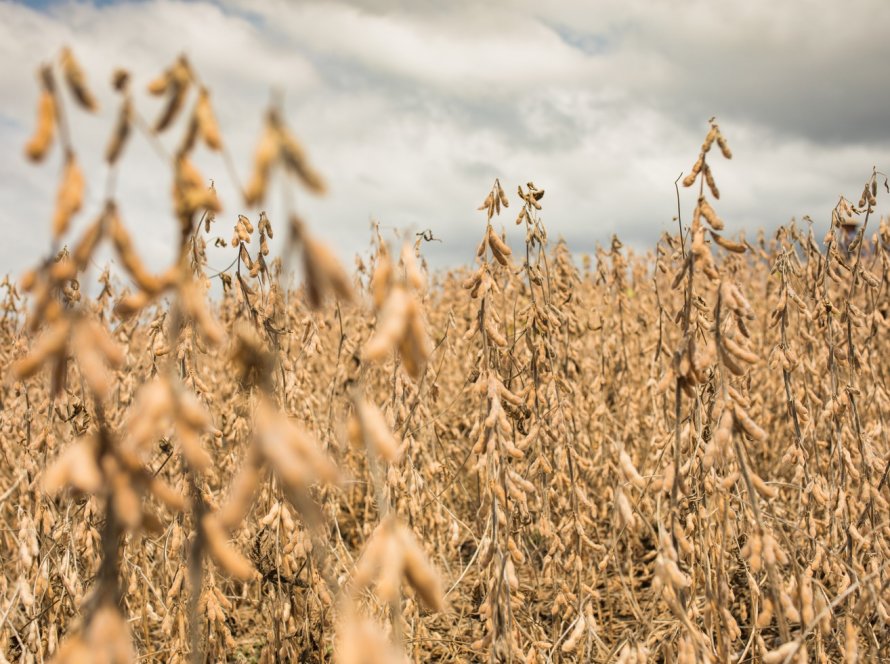 Quebra de safra por clima adverso em cidades do interior do Estado é debatido na Secretaria de Agricultura