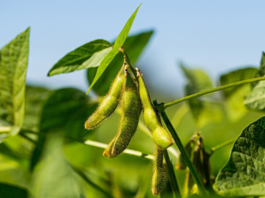 Soja dá sequência às baixas na Bolsa de Chicago nesta 4ª às vésperas dos novos dados do USDA