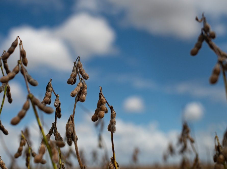 Soja intensifica as altas e volta a testar os US$ 12 em Chicago após corte da Conab na safra do BR