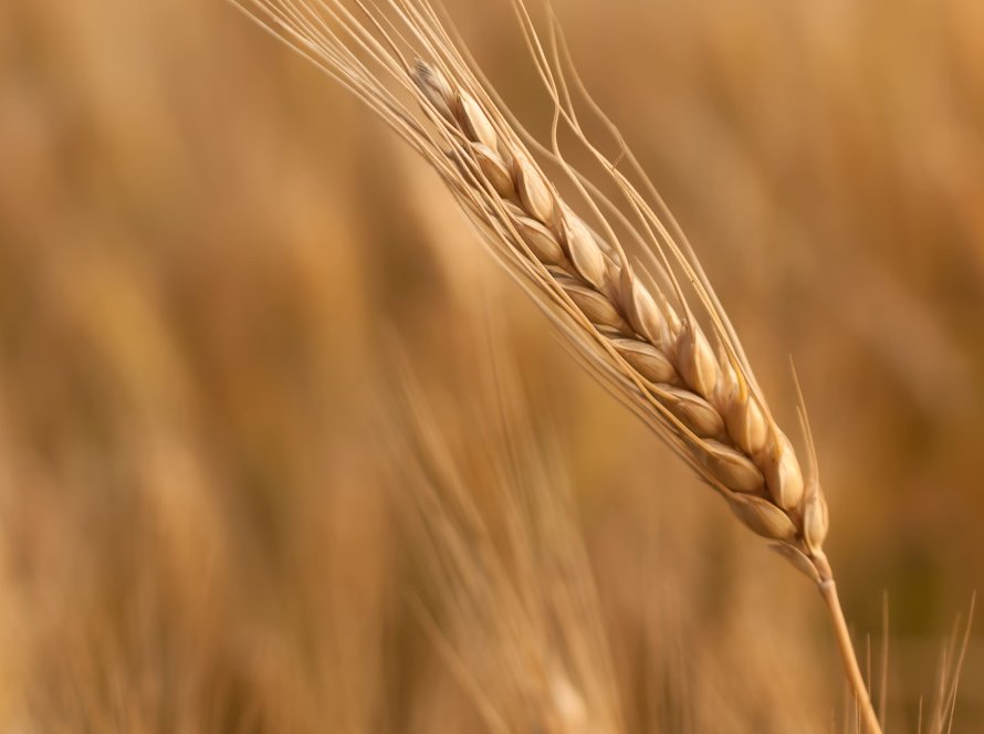 Agricultores argentinos querem fim de impostos sobre exportação de trigo