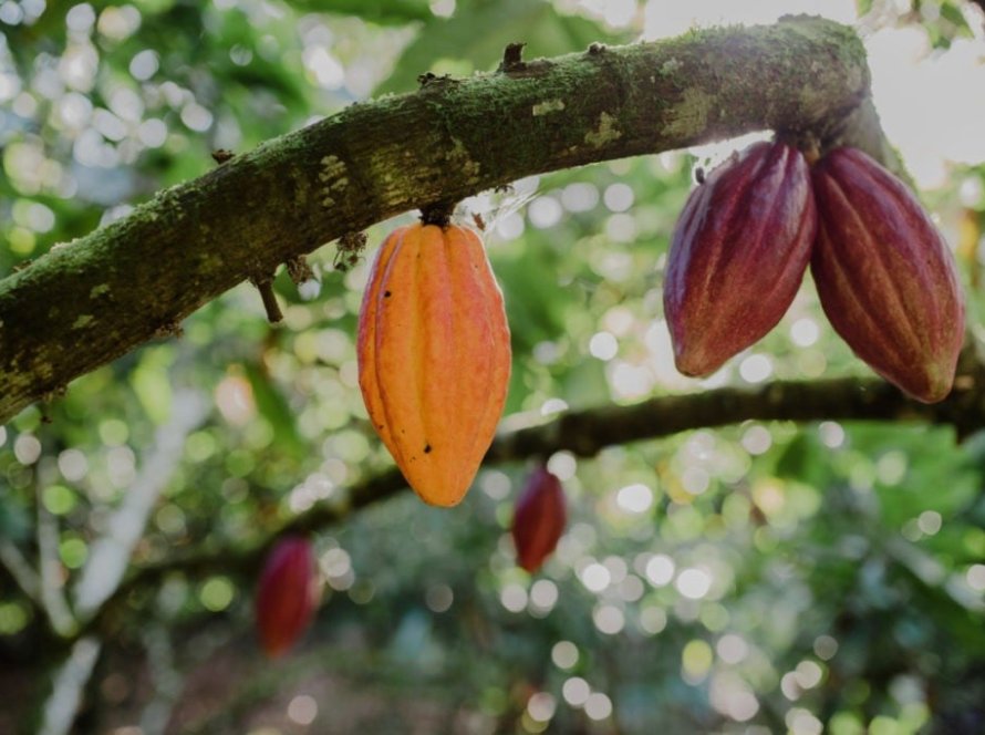 Cadeia produtiva do cacau se desenvolve de forma sustentável na Bahia e no Pará