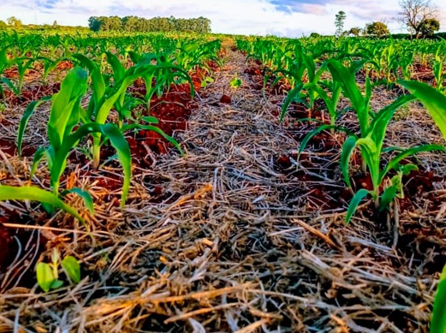 Conab indica plantio da safrinha de milho em 98,7% no Brasil