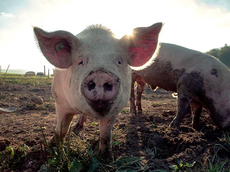 Exportação de carne suína em março fica abaixo de março/22 e fevereiro/24