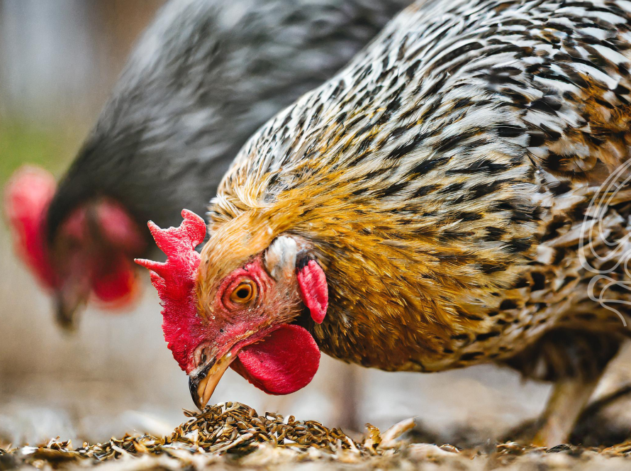 Exportações de carne de frango alcançam 418,1 mil toneladas em março