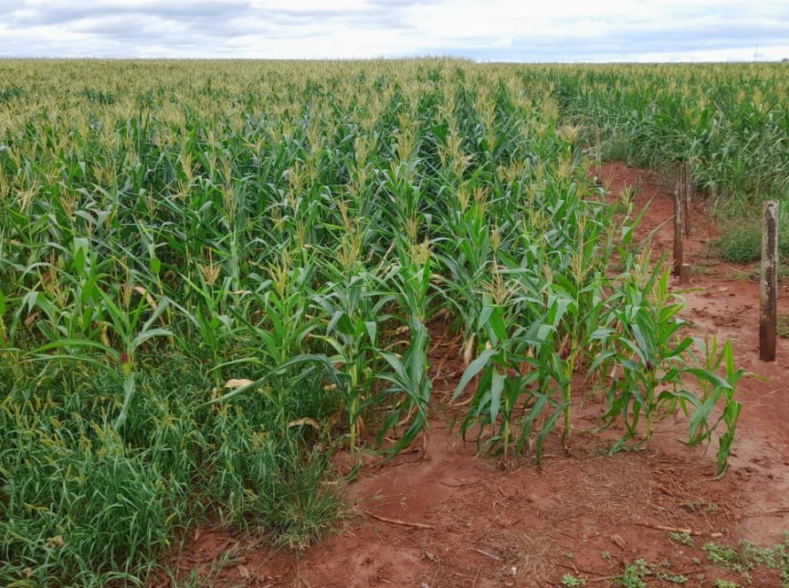 Famasul classifica 10% do milho do Mato Grosso do Sul com em condições ruins e alerta para riscos de plantio tardio