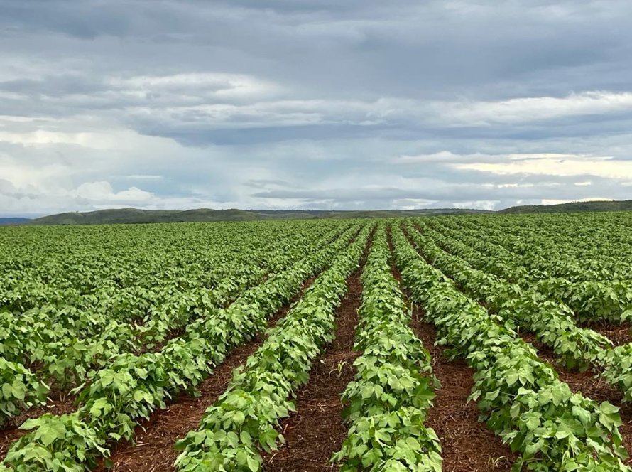 Federação de oleaginosas e algodão adere a greve nacional na Argentina