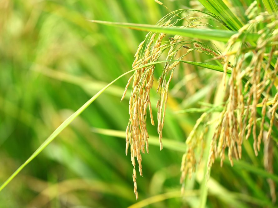 Mercado de arroz permanece pouco ofertado e com preços firmes no Sul do país