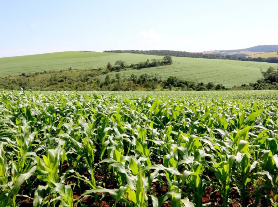 Milho sofre queda de 8% na produção da segunda safra no Paraná