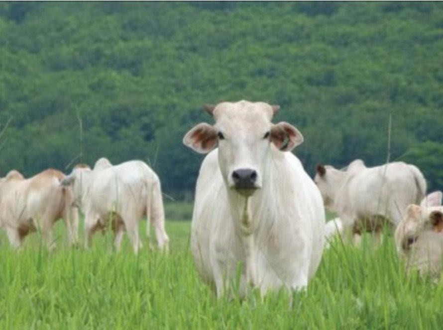 Preço do boi gordo recua em Mato Grosso