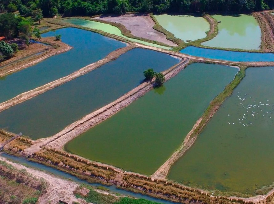 Primeiro trimestre registrou expressivo crescimento nas exportações brasileiras de peixe de cultivo