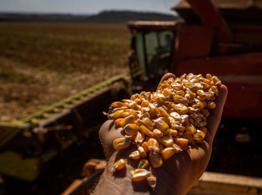 Produtores de soja, milho e bovinocultura de leite de Santa Catarina poderão renegociar dívidas do crédito rural