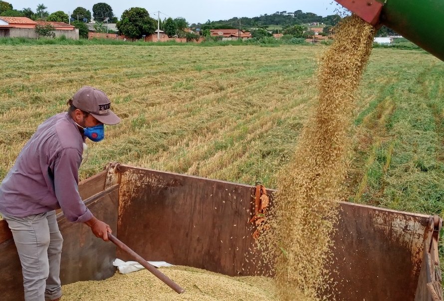 Propriedade conclui colheita de arroz com recorde apesar de intempéries e falta de luz