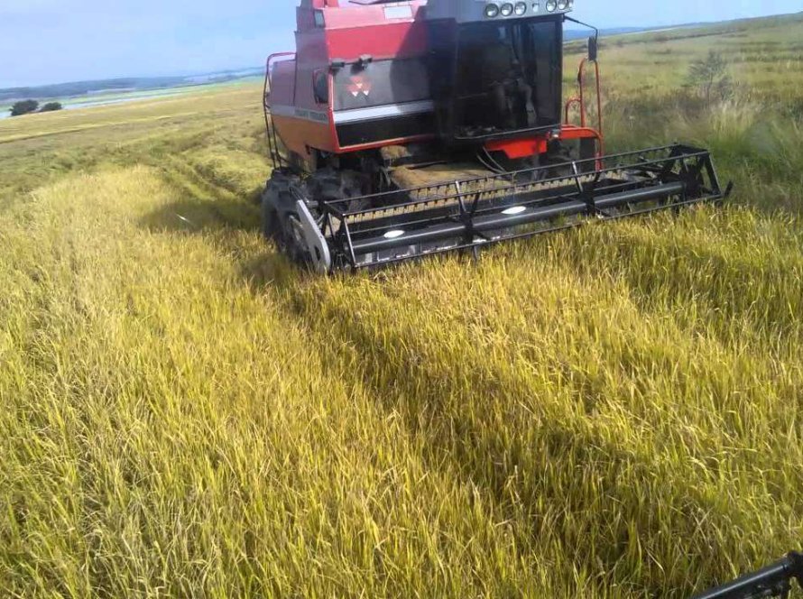 RS tem 44% da área de arroz colhida