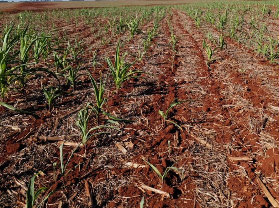 Safrinha de milho foi plantada dentro da janela, mas falta de chuvas e calor já resultaram em perdas nas lavouras