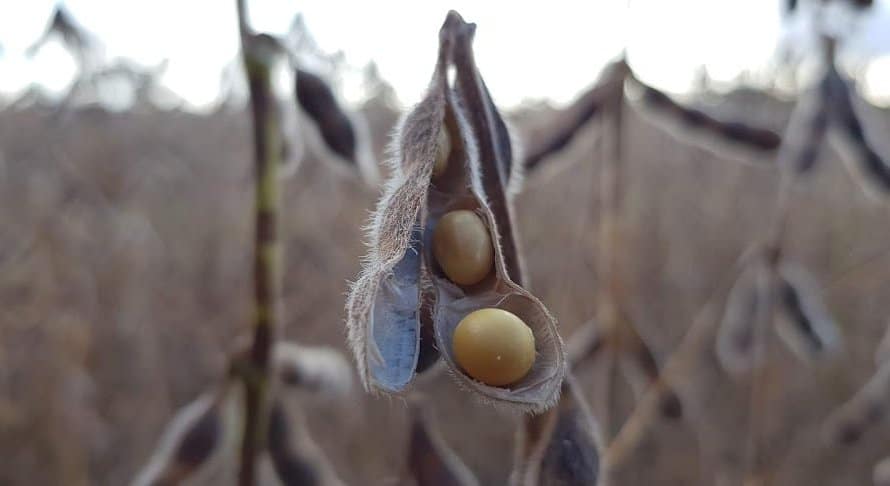 Soja cede em Chicago nesta 2ª, na contramão de soja e milho; atenção ao clima no Corn Belt