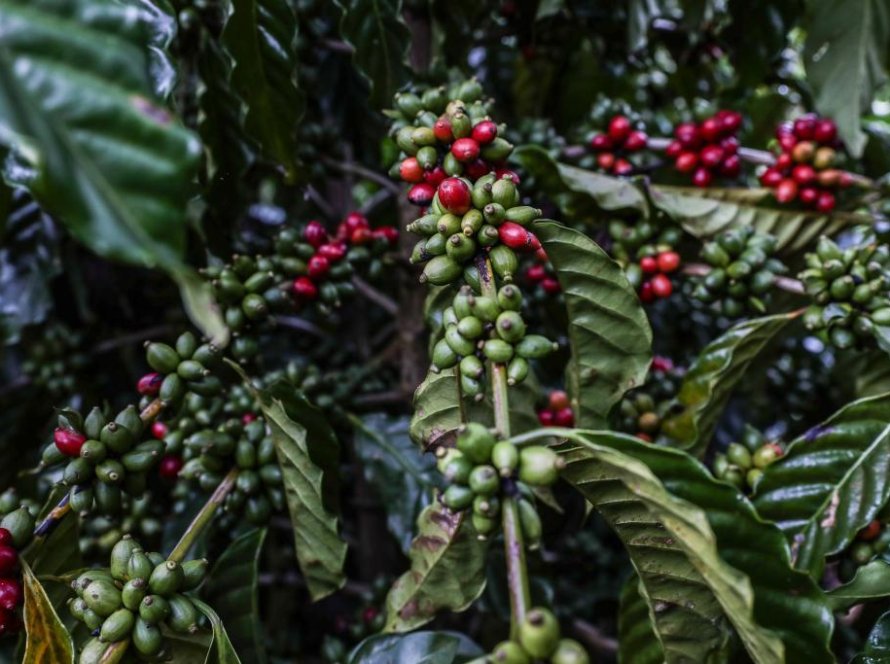 Apoio do Governo de MT a produtores favorece crescimento da produção de café no Estado, aponta Conab