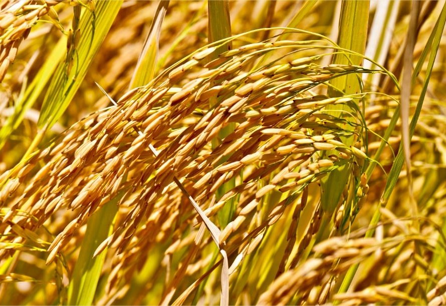 Arroz/Cepea: Preços seguem firmes, mas liquidez diminui