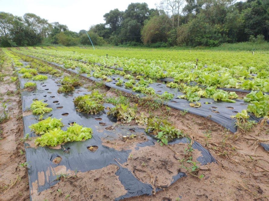 Boletim da Conab traz impactos das fortes chuvas na produção de frutas e hortaliças no Rio Grande do Sul