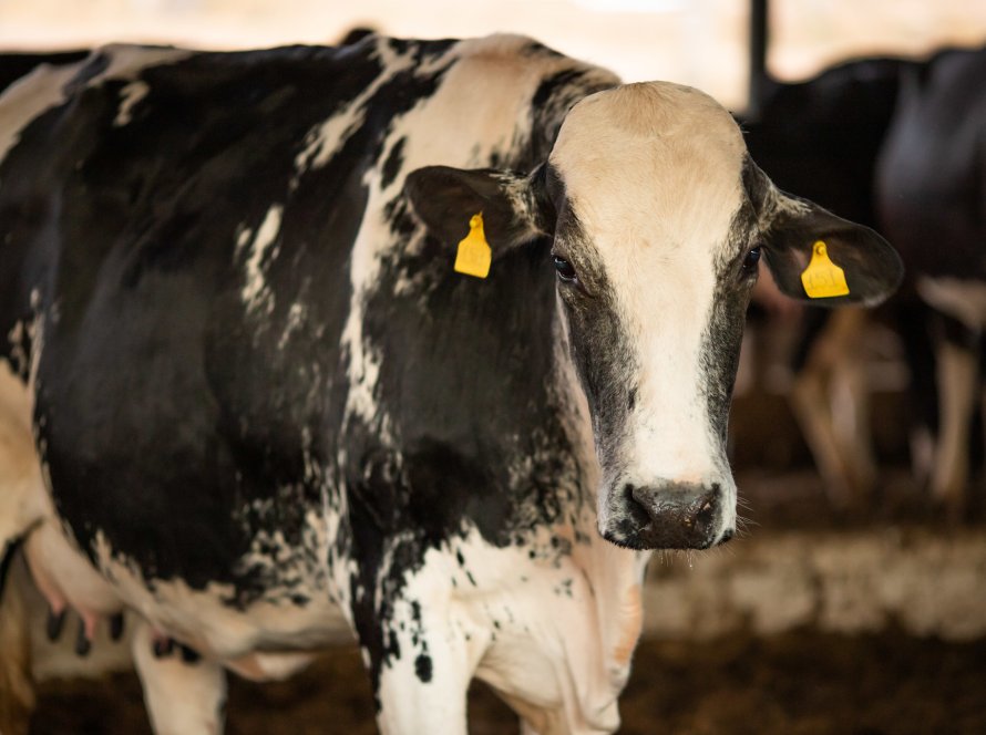 Em ação inédita, Goiás Social inicia doação de milho para produtores de leite em Orizona nesta terça-feira, 28