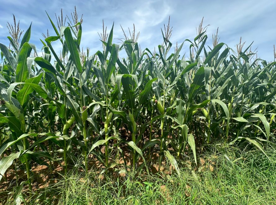 Famasul indica queda da qualidade do milho em partes do Mato Grosso do Sul