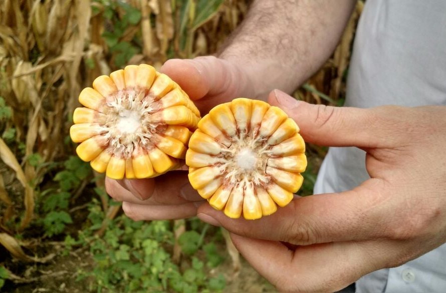 Futuros do milho abrem a 5ªfeira estendendo os ganhos na B3