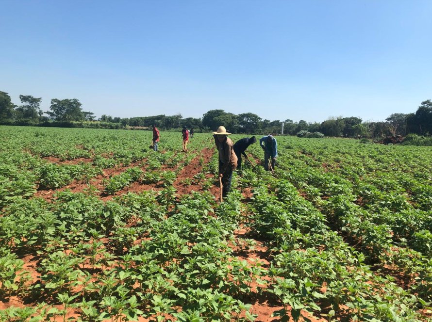 Gergelim doce é a aposta de renda extra para agricultura familiar em MT