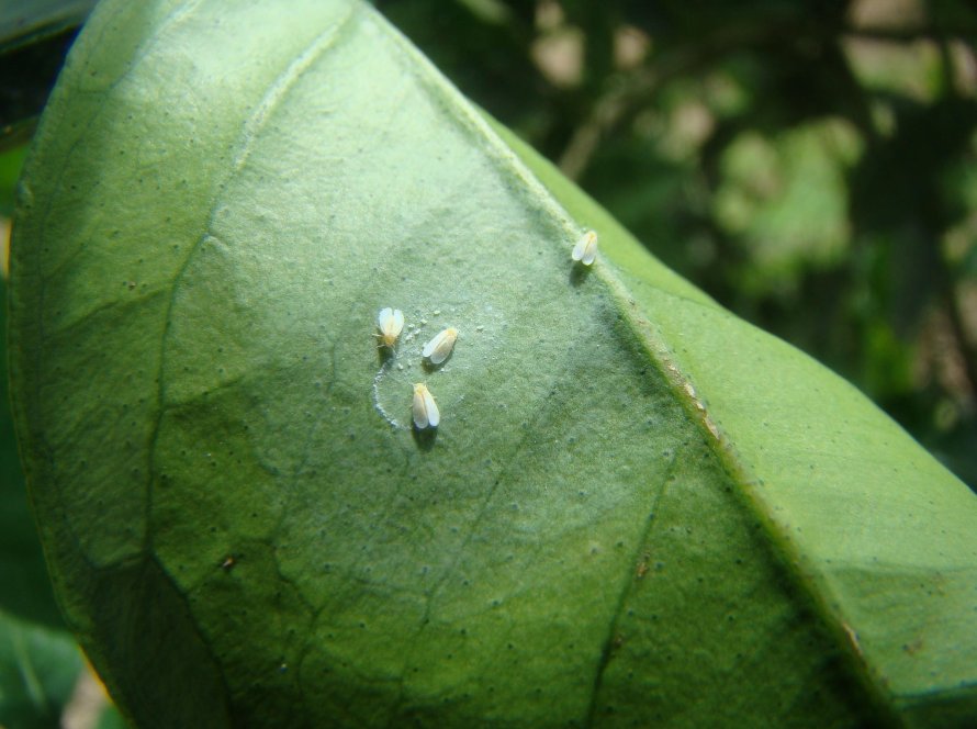 Mosca-Branca está tirando o sono do produtor de feijão em diversas áreas do Brasil