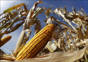 Preço do milho acumula alta semanal de até 3,8% na B3