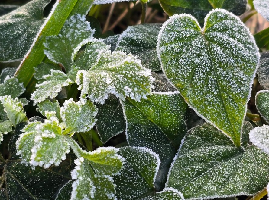 Serra Catarinense tem amanhecer com geada e temperaturas negativas nesta quarta-feira (15)