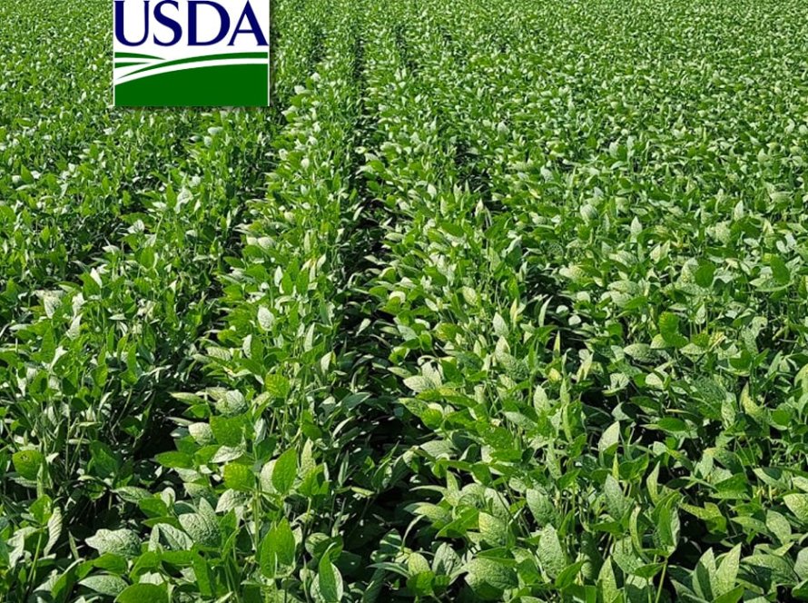 USDA traz plantio de soja e milho dos EUA abaixo do esperado