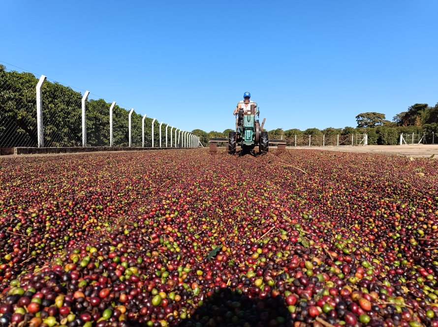 30% colhida: Safra de café é mais rápida em 2024 e vai se consolidando com peneira abaixo da média