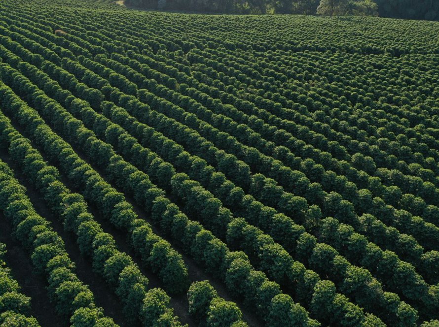 Após semana marcada por dados de exportação, café encerra último pregão com baixas