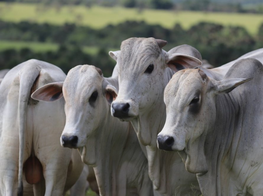 Clima eleva oferta e reforça desvalorização da arroba do boi gordo